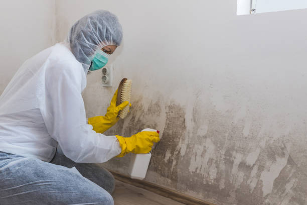 Best Home Mold Removal  in Gulfport, MS