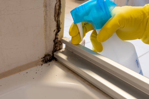 Best Black Mold Removal  in Gulfport, MS