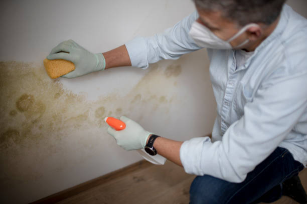 Attic Mold Removal in Gulfport, MS
