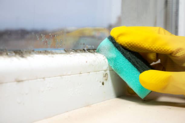 Best Professional Mold Removal  in Gulfport, MS