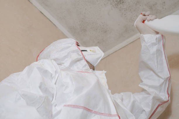 Best Mold Testing and Removal  in Gulfport, MS