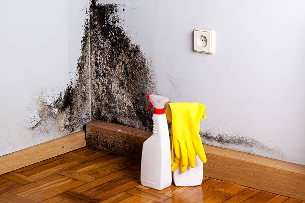 Home Mold Removal in Gulfport, MS