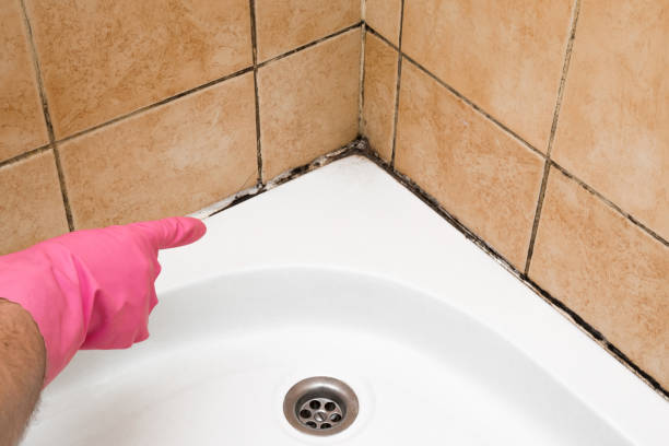 Best Mold Removal Specialists  in Gulfport, MS