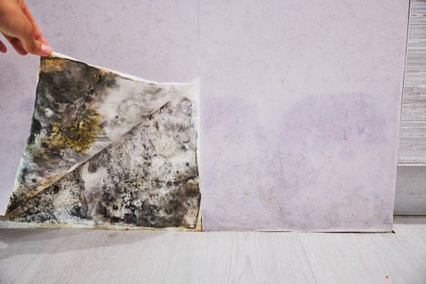 Best Attic Mold Removal  in Gulfport, MS